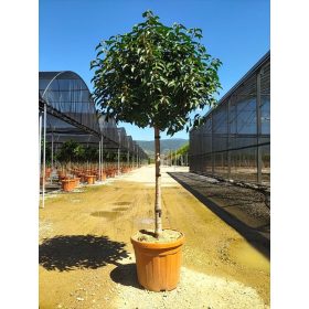   Prunus lusitanica 'Angustifolia' – Portugál babérmeggy (törzses)