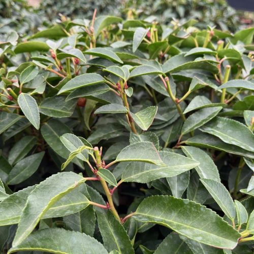 Prunus lusitanica 'Angustifolia' – Portugál babérmeggy (törzses)