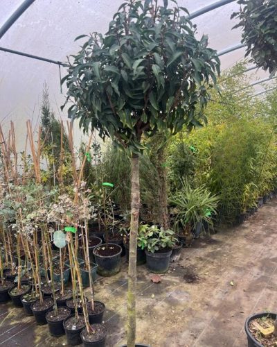 Prunus lusitanica 'Angustifolia' – Portugál babérmeggy (törzses)