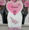 prunus subhirtella 'Autumnalis Rosea' - őszi törpe díszcseresznye
