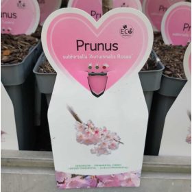   prunus subhirtella 'Autumnalis Rosea' - őszi törpe díszcseresznye