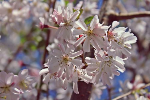 prunus subhirtella 'Autumnalis Rosea' - őszi törpe díszcseresznye