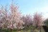 prunus subhirtella 'Autumnalis Rosea' - őszi törpe díszcseresznye