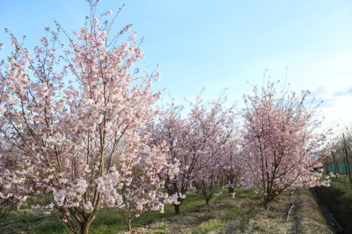 prunus subhirtella 'Autumnalis Rosea' - őszi törpe díszcseresznye