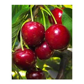   Prunus avium 'Giorgia' - cseresznyefa (fóliakonténerben)