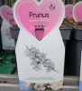 prunus nipponica 'Brilliant' - törpe japán díszcseresznye