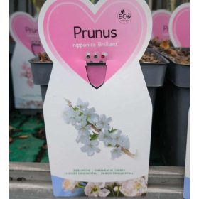   prunus nipponica 'Brilliant' - törpe japán díszcseresznye