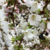 prunus nipponica 'Brilliant' - törpe japán díszcseresznye