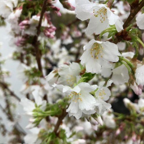 prunus nipponica 'Brilliant' - törpe japán díszcseresznye