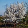 prunus nipponica 'Brilliant' - törpe japán díszcseresznye