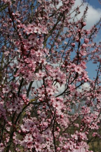 Prunus cerasifera 'Woodii' - Vérszilva