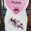 prunus 'Cistena' - törpe vérszilva