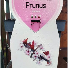 prunus 'Cistena' - törpe vérszilva