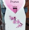 prunus incisa 'Cunera' - törpe díszcseresznye