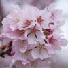 prunus incisa 'Cunera' - törpe díszcseresznye