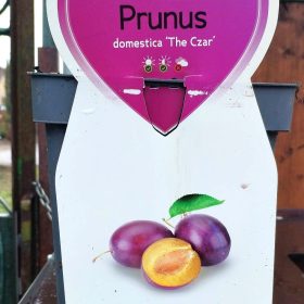 Prunus domestica 'The Czar' - Törpe szilvafa
