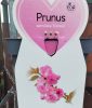 prunus serrulata 'Kanzan' - törpe japán díszcseresznye