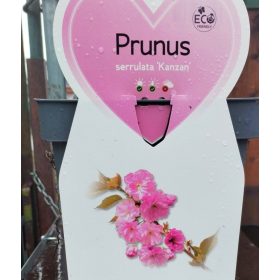   prunus serrulata 'Kanzan' - törpe japán díszcseresznye
