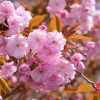 prunus serrulata 'Kanzan' - törpe japán díszcseresznye