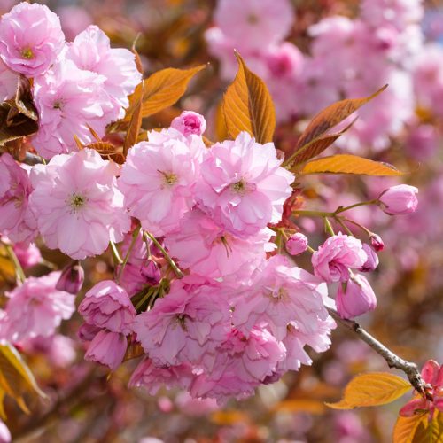 prunus serrulata 'Kanzan' - törpe japán díszcseresznye
