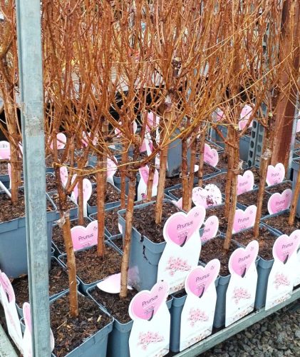 prunus serrulata 'Kanzan' - törpe japán díszcseresznye