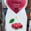 Prunus avium 'Kordia' - Törpe cseresznyefa