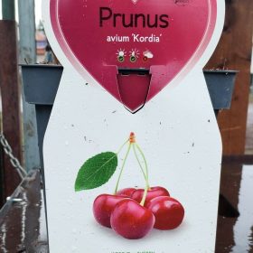 Prunus avium 'Kordia' - Törpe cseresznyefa