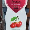 Prunus cer. 'Morellenfeuer' - Törpe meggyfa