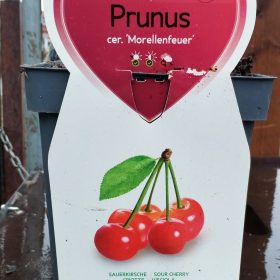 Prunus cer. 'Morellenfeuer' - Törpe meggyfa