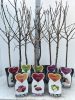 Prunus cer. 'Morellenfeuer' - Törpe meggyfa