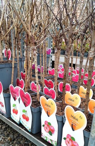 Prunus cer. 'Morellenfeuer' - Törpe meggyfa