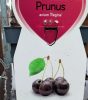 Prunus avium 'Regina' - Törpe cseresznyefa