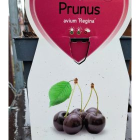 Prunus avium 'Regina' - Törpe cseresznyefa