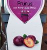 Prunus domestica 'Reine Claude d'Althan' - Törpe Althann Ringló szilvafa