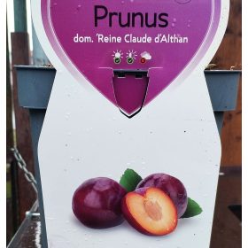   Prunus domestica 'Reine Claude d'Althan' - Törpe Althann Ringló szilvafa
