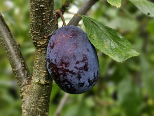 Prunus domestica 'Reine Claude d'Althan' - Törpe Althann Ringló szilvafa