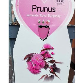   prunus serrulata 'Royal Burgundy' - bordó levelű törpe díszcseresznye