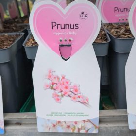  Prunus nipponica 'Ruby' – törpe japán díszcseresznye