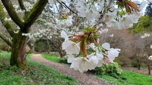 Prunus serrulata - Díszcseresznye