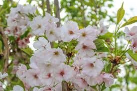 Prunus serrulata - Díszcseresznye