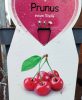 Prunus avium 'Stella' - Törpe cseresznyefa