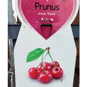 Prunus avium 'Stella' - Törpe cseresznyefa