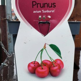 Prunus avium 'Sunburst' - Törpe cseresznyefa