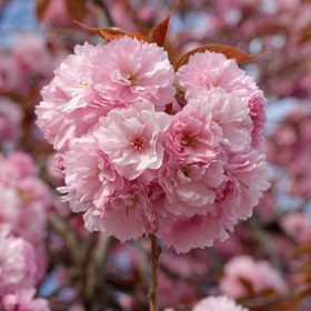 Prunus serrulata 'Kanzan' - Japán Díszcseresznye