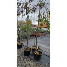 Prunus yedoensis - Csüngő cseresznye