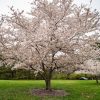 Prunus yedoensis - Csüngő cseresznye