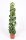 Philodendron 'Scandens Brasil' - Filodendron