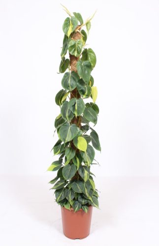 Philodendron 'Scandens Brasil' - Filodendron