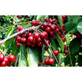   Prunus subg. Cerasus 'Bigarreau burlat' cseresznye sajmeggy alanyon - konténeres