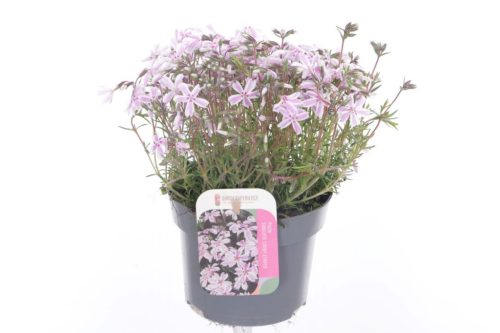 Phlox subulata 'Candy stripes' - Árlevelű Lángvirág